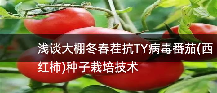 浅谈大棚冬春茬抗TY病毒番茄(西红柿)种子栽培技术