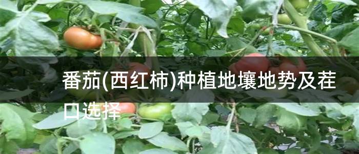 番茄(西红柿)种植地壤地势及茬口选择