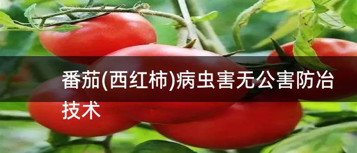 番茄(西红柿)病虫害无公害防冶技术