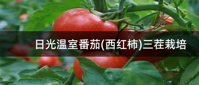 日光温室番茄(西红柿)三茬栽培