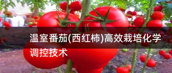 温室番茄(西红柿)高效栽培化学调控技术