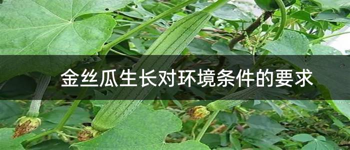 金丝瓜生长对环境条件的要求