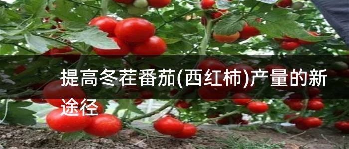 提高冬茬番茄(西红柿)产量的新途径