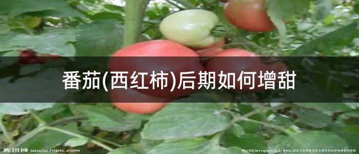 番茄(西红柿)后期如何增甜