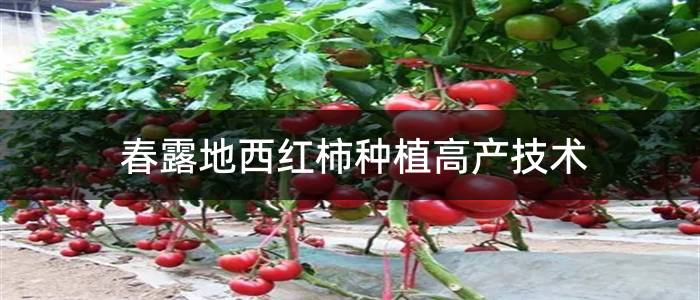 春露地西红柿种植高产技术