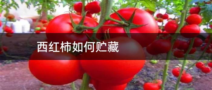 西红柿如何贮藏