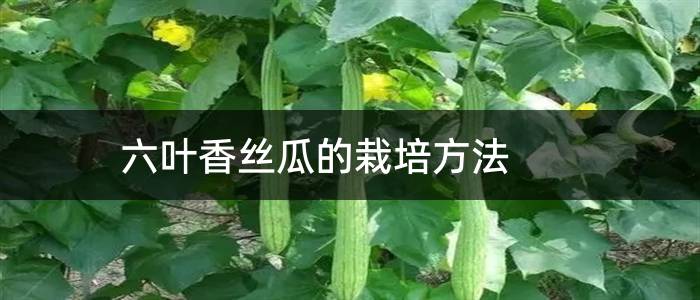 六叶香丝瓜的栽培方法