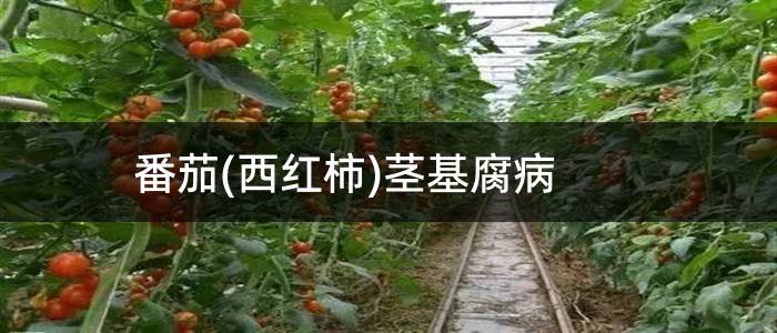 番茄(西红柿)茎基腐病