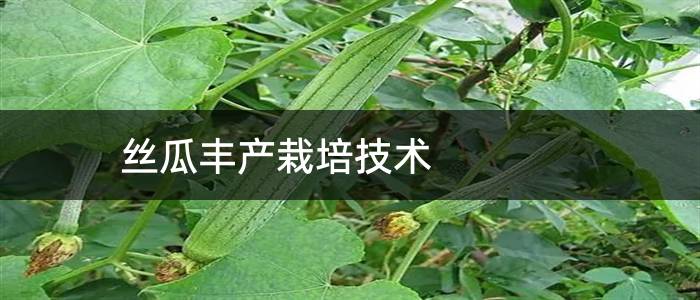 丝瓜丰产栽培技术