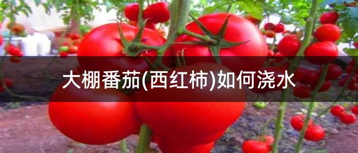 大棚番茄(西红柿)如何浇水