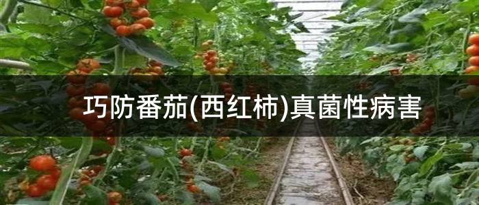 巧防番茄(西红柿)真菌性病害