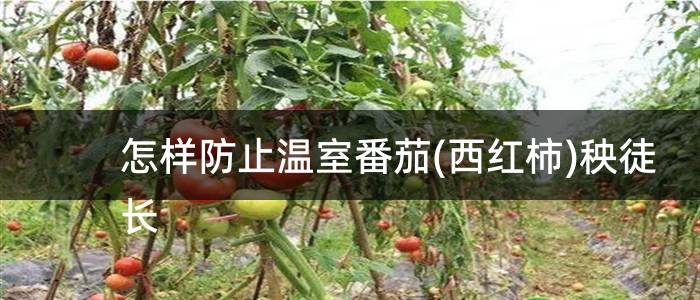 怎样防止温室番茄(西红柿)秧徒长