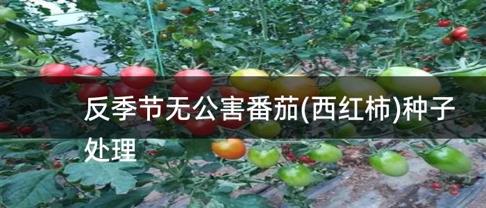 反季节无公害番茄(西红柿)种子处理