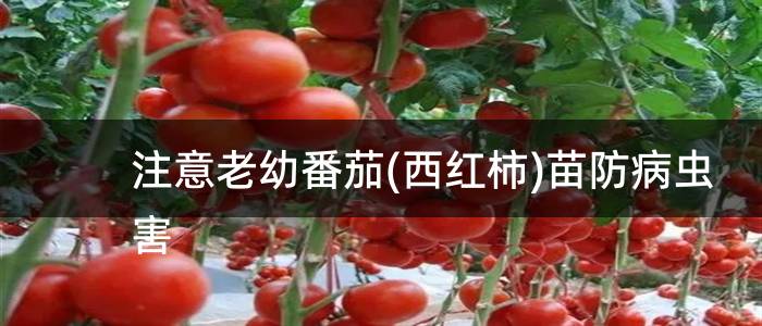 注意老幼番茄(西红柿)苗防病虫害