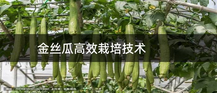 金丝瓜高效栽培技术