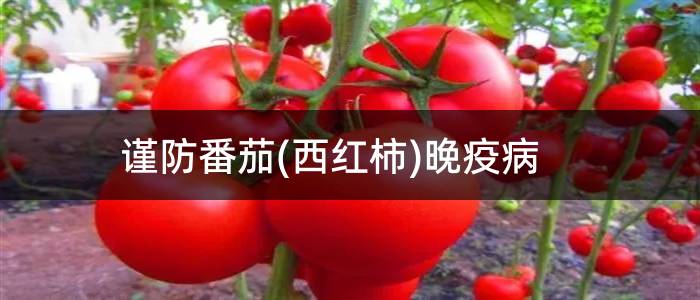 谨防番茄(西红柿)晚疫病