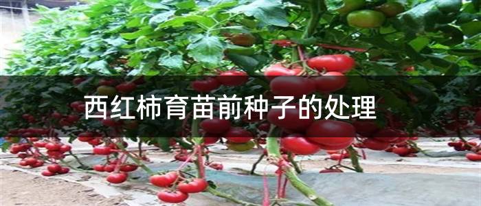 西红柿育苗前种子的处理