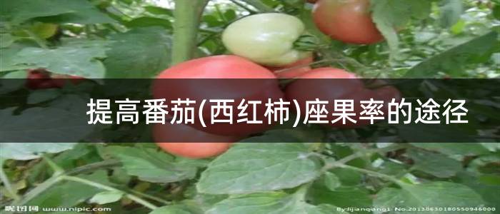 提高番茄(西红柿)座果率的途径