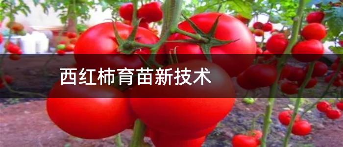 西红柿育苗新技术