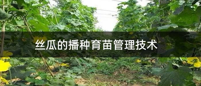 丝瓜的播种育苗管理技术