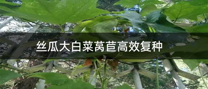 丝瓜大白菜莴苣高效复种