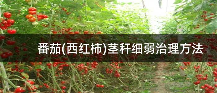 番茄(西红柿)茎秆细弱治理方法