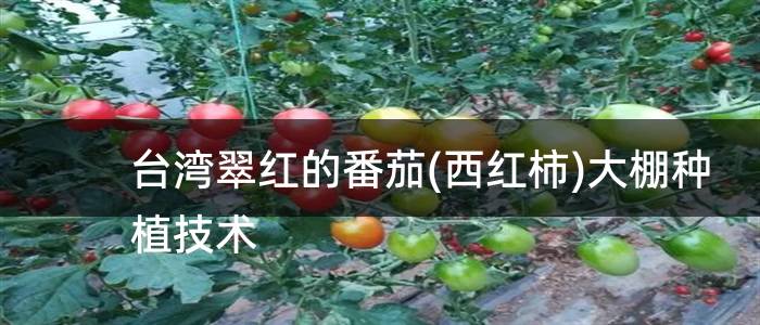 台湾翠红的番茄(西红柿)大棚种植技术
