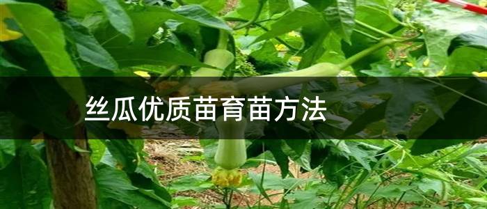 丝瓜优质苗育苗方法