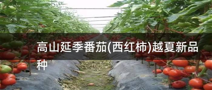 高山延季番茄(西红柿)越夏新品种