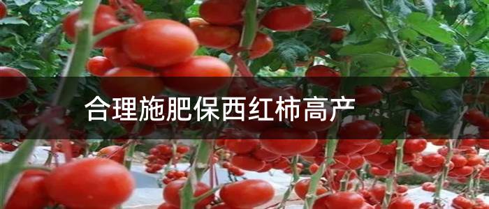 合理施肥保西红柿高产