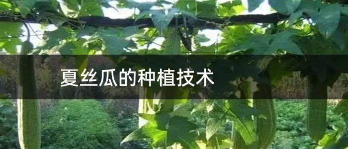 夏丝瓜的种植技术