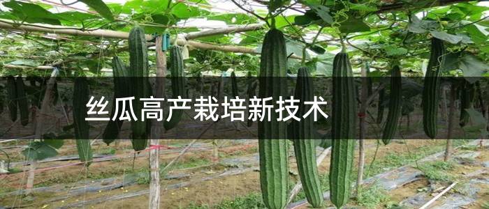 丝瓜高产栽培新技术