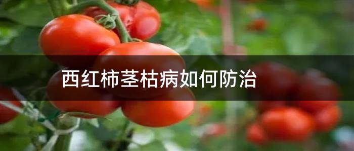 西红柿茎枯病如何防治