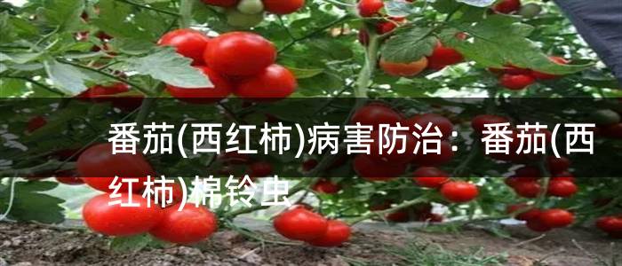 番茄(西红柿)病害防治：番茄(西红柿)棉铃虫