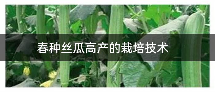 春种丝瓜高产的栽培技术