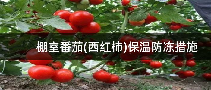 棚室番茄(西红柿)保温防冻措施