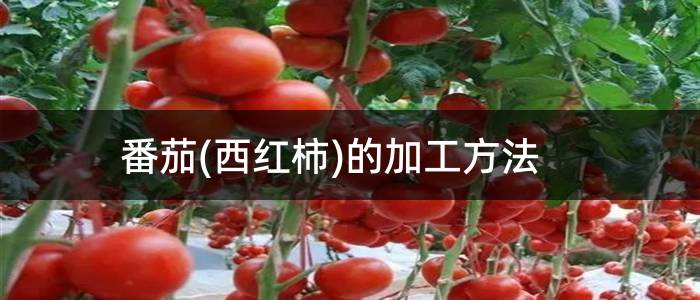 番茄(西红柿)的加工方法
