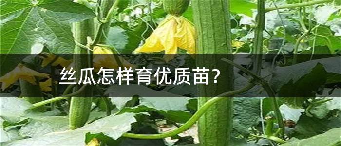 丝瓜怎样育优质苗？
