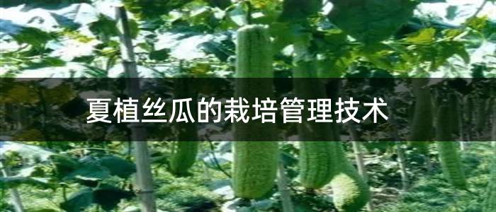 夏植丝瓜的栽培管理技术