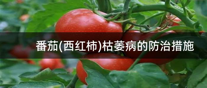 番茄(西红柿)枯萎病的防治措施