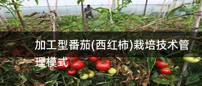 加工型番茄(西红柿)栽培技术管理模式