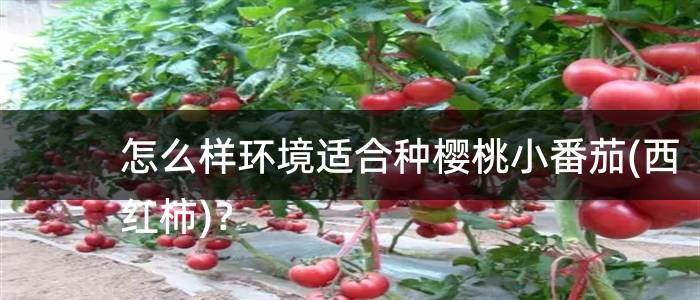 怎么样环境适合种樱桃小番茄(西红柿)？