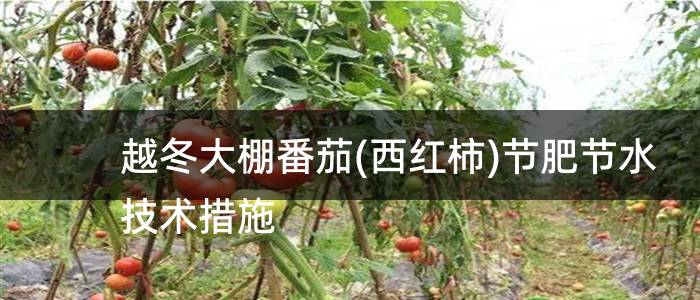 越冬大棚番茄(西红柿)节肥节水技术措施