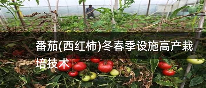 番茄(西红柿)冬春季设施高产栽培技术