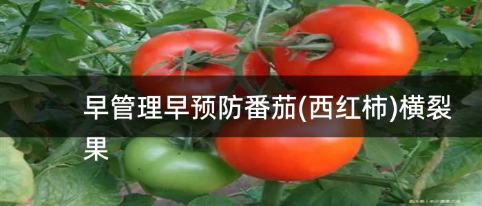 早管理早预防番茄(西红柿)横裂果