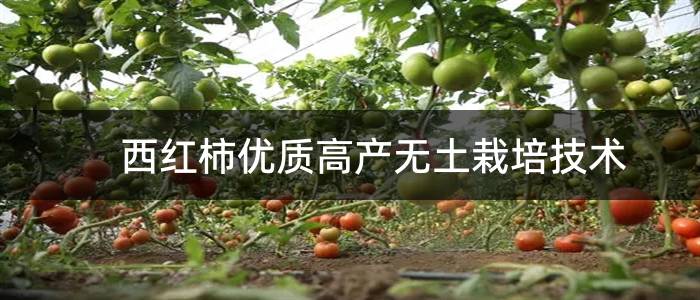 西红柿优质高产无土栽培技术