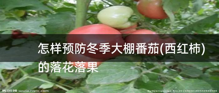怎样预防冬季大棚番茄(西红柿)的落花落果