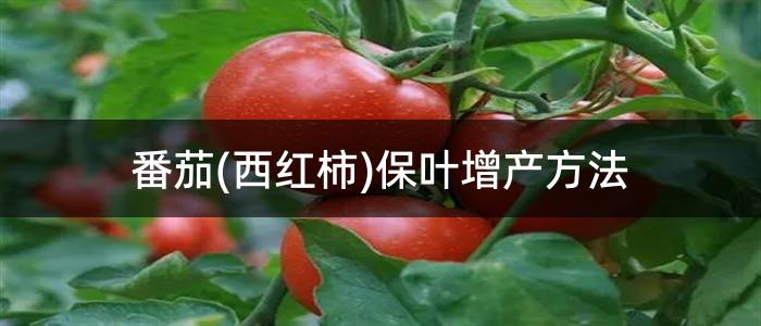 番茄(西红柿)保叶增产方法