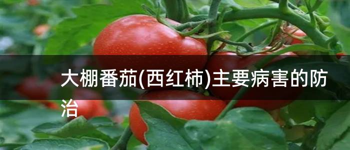 大棚番茄(西红柿)主要病害的防治
