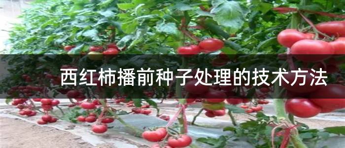 西红柿播前种子处理的技术方法